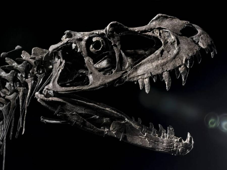 Ceratosaurus Skull