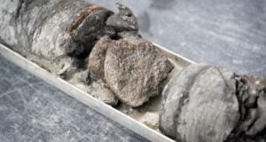Core Containing Dinosaur Fossil Featured
