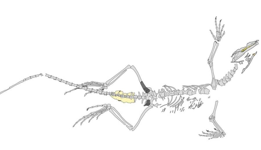 Diagram Of Sphenodraco Scandentis
