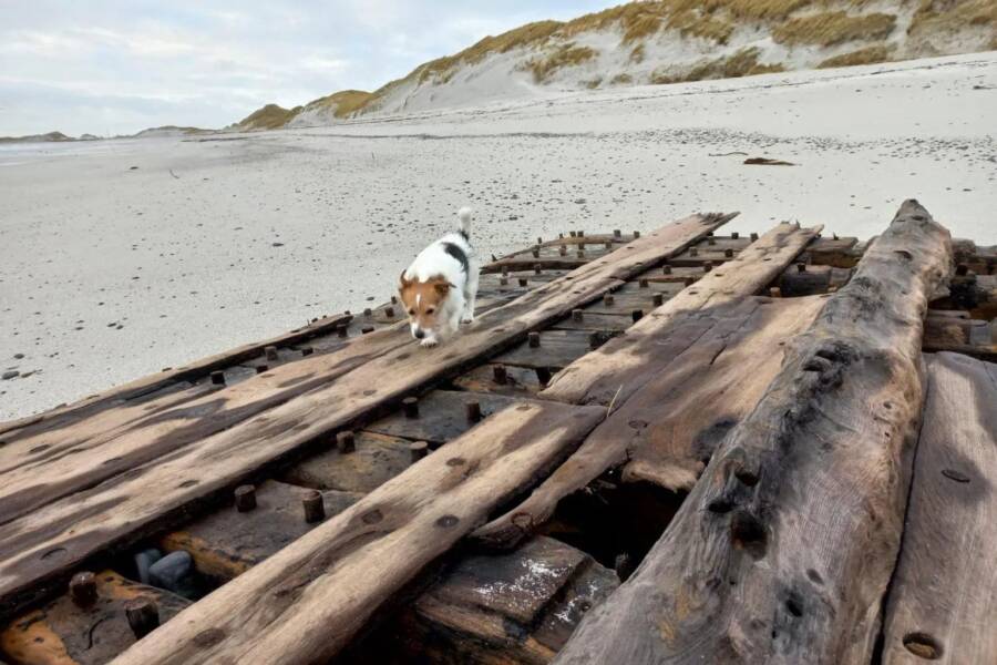 Dog With Shipwreck