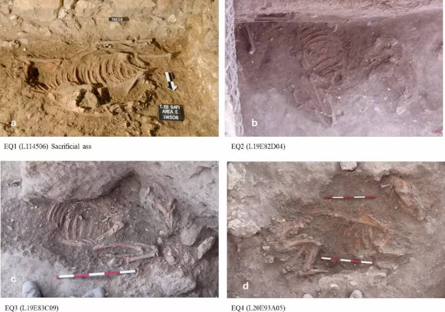 Donkey Sacrifices In Gath