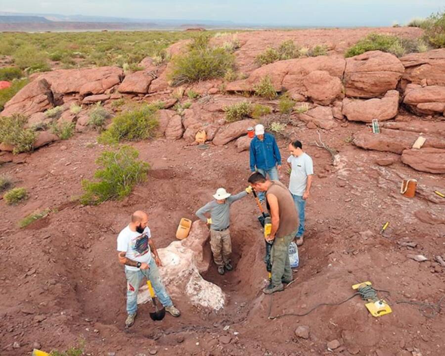 Excavation Of Astigmasaura Genuflexa