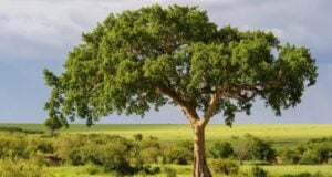 Fig Tree Rocks Featured