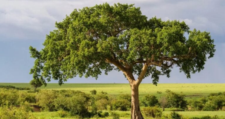 Fig Tree Rocks Featured