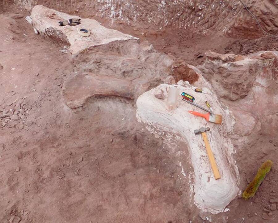 Fossilized Remains Of Astigmasaura Genuflexa