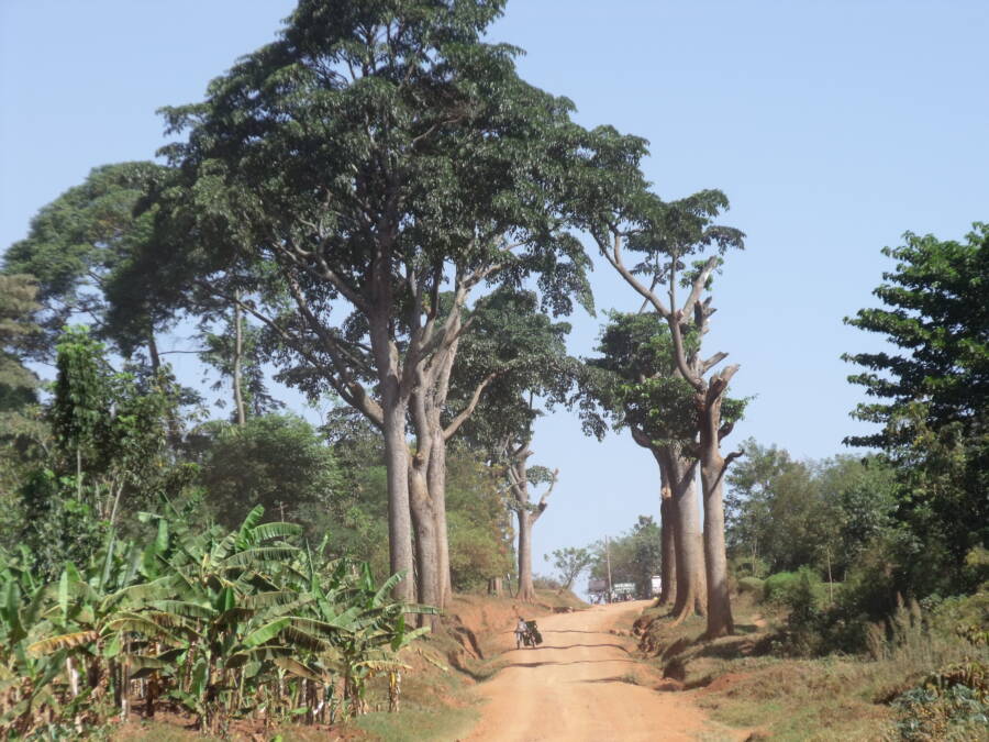 Iroko Tree