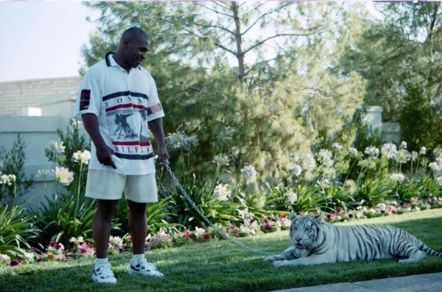 Mike Tyson Pet Tiger