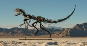 Mounted Juvenile Ceratosaurus Skeleton Featured