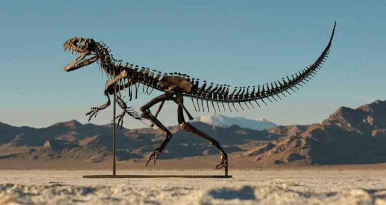 Mounted Juvenile Ceratosaurus Skeleton Featured