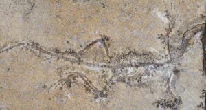 Natural History Museum Reptile Fossil Featured