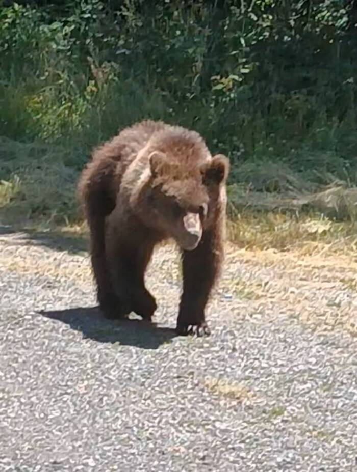Omar Zin Bear Photo