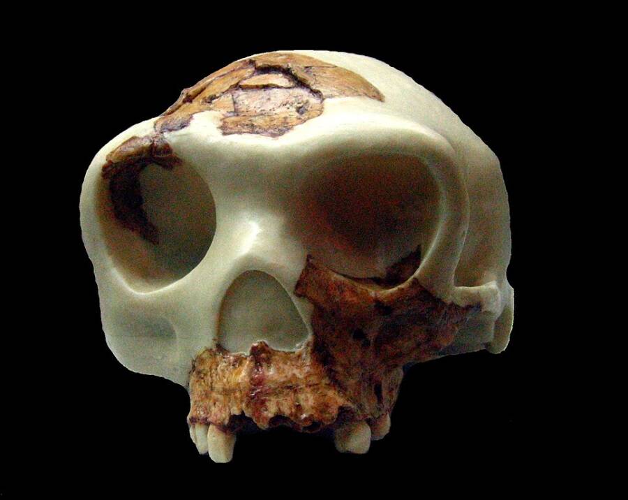 Reconstructed Homo Antecessor Skull