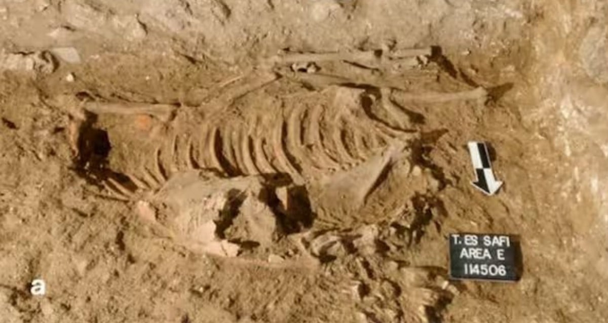 Four Donkeys Likely Ritually Sacrificed 4,500 Years Ago Were Just Found Under The Ruins Of A Canaanite House
