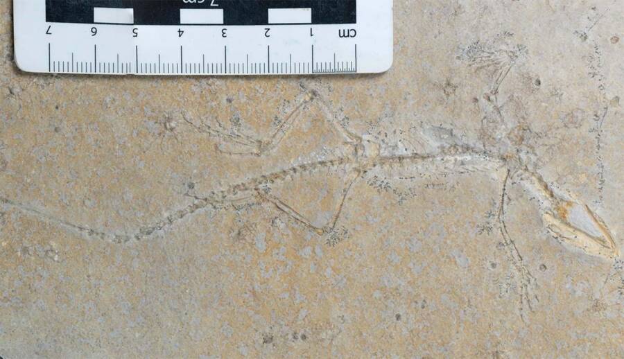 Fossil Of Sphenodraco Scandentis