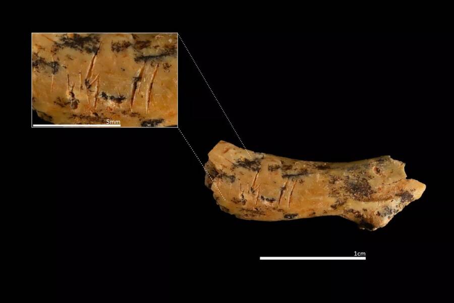 Oldest Archaic Human Cannibalism