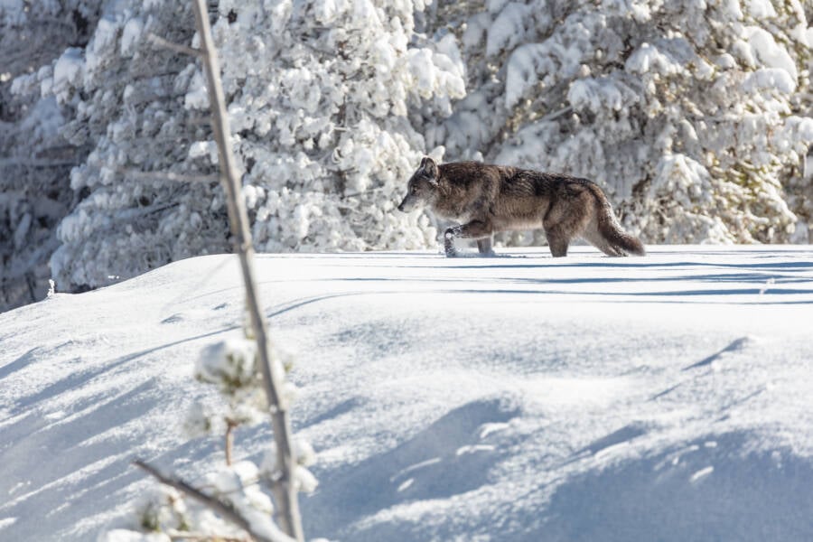 Wolf In The Snow