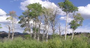 Yellowstone Aspen Featured