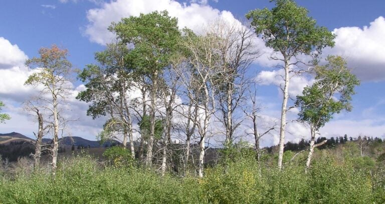 Yellowstone Aspen Featured
