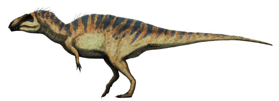 Acrocanthosaurus Dinosaur