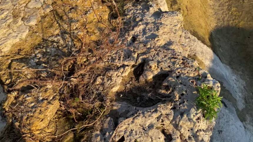Acrocanthosaurus Footprint In Limestone