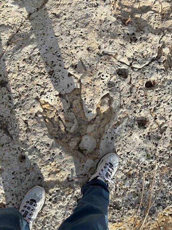 Acrocanthosaurus Footprint