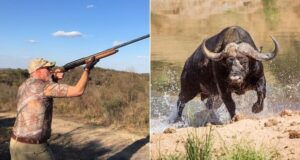 Asher Watkins Alongside Cape Buffalo Featured