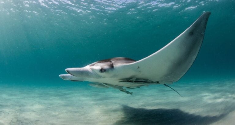 Atlantic Manta Ray Featured