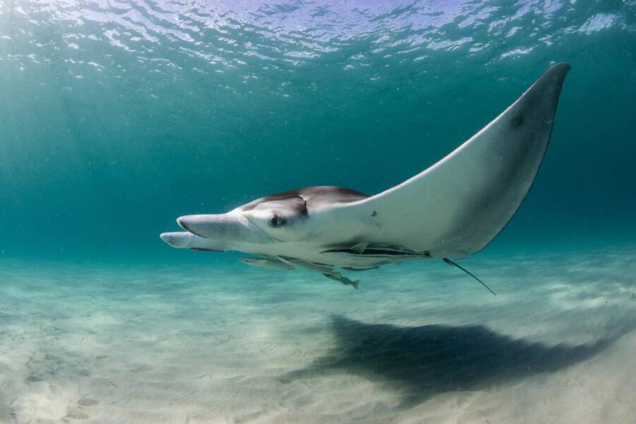 Atlantic Manta Ray