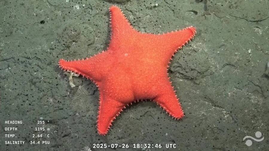 Big Butt Starfish