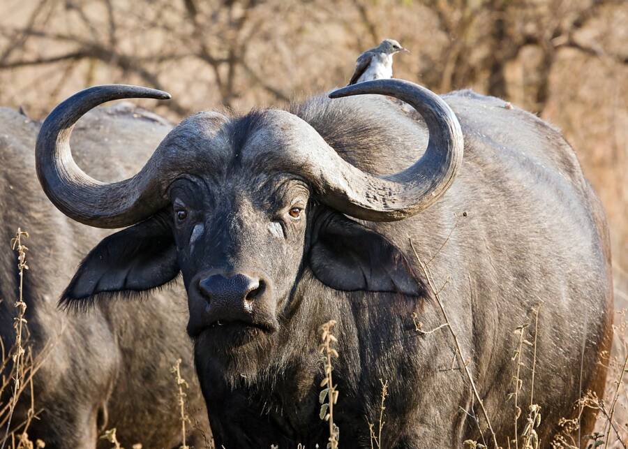 Cape Buffalo