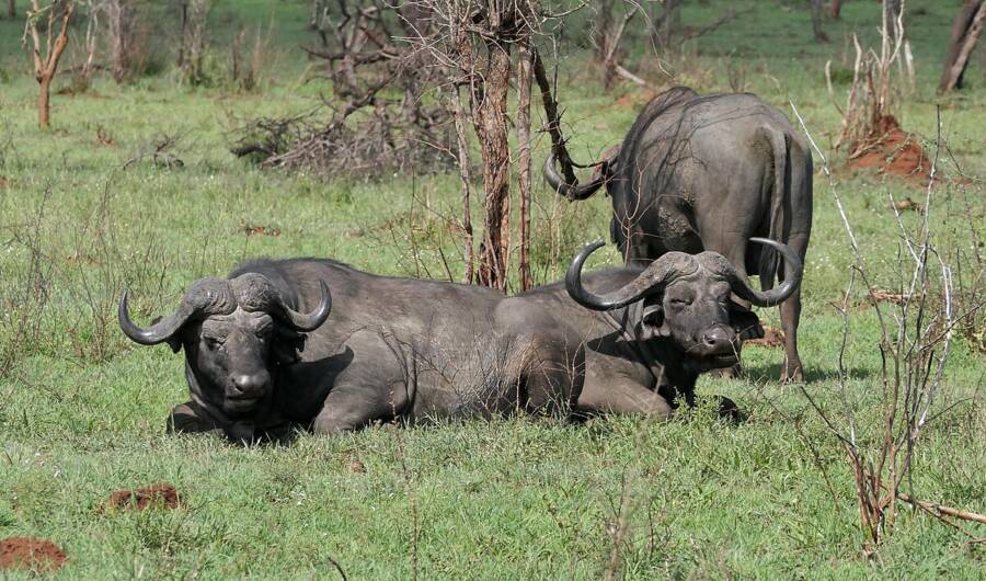 Cape Buffalos In The Grass