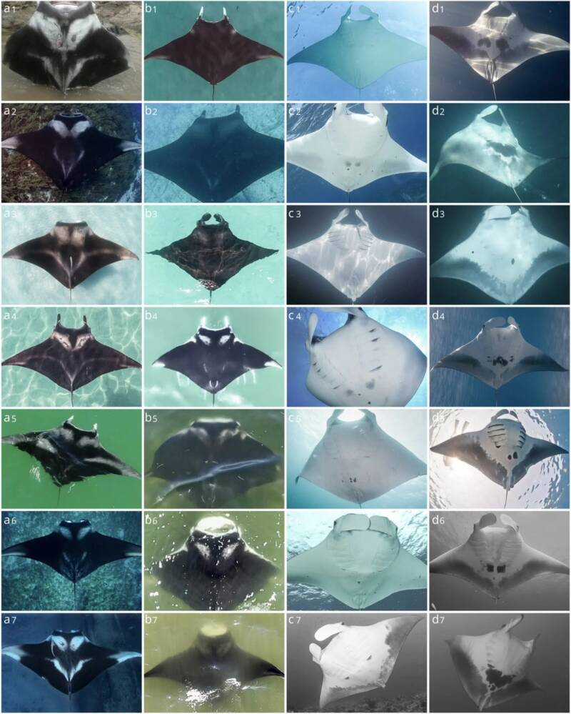 Color Variation Of Atlantic Manta Rays