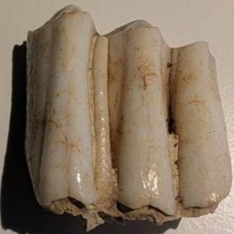Cow Molar