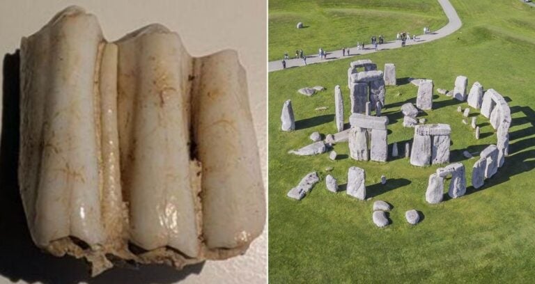Cow Tooth Alongside Stonehenge Featured