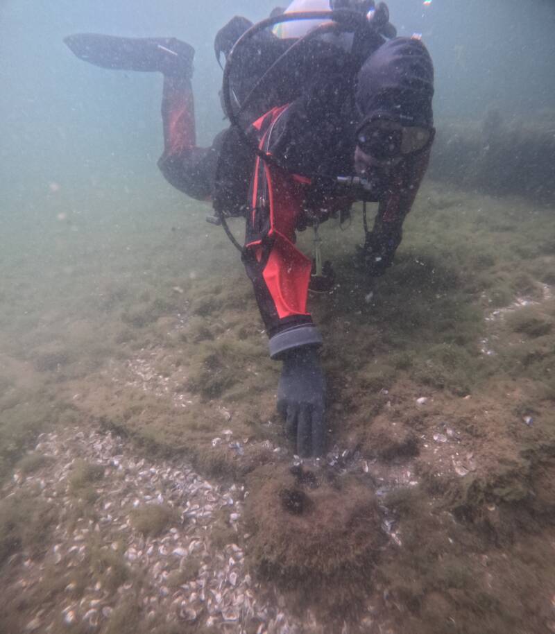 Diver Investigating Shipwreck