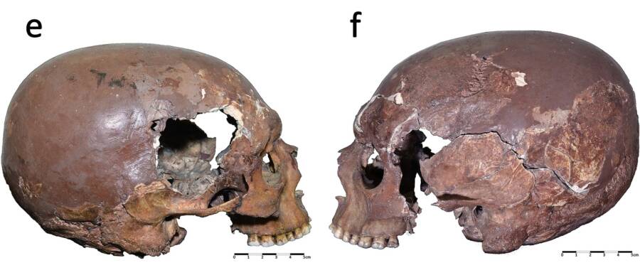 Elongated Skull Found In Arene Candide Cave