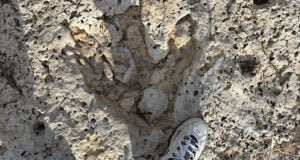 Featured Texas Dinosaur Track