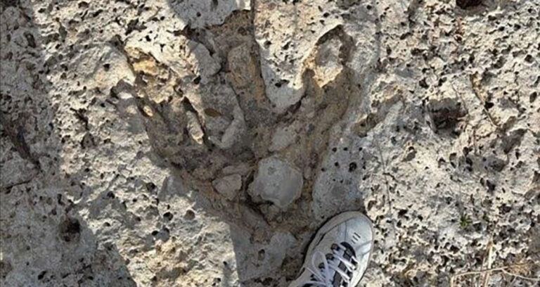 Featured Texas Dinosaur Track