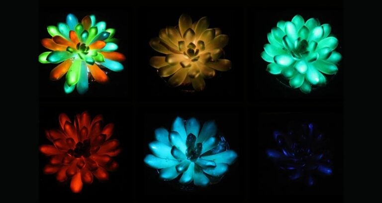 Glow In The Dark Succulents Featured