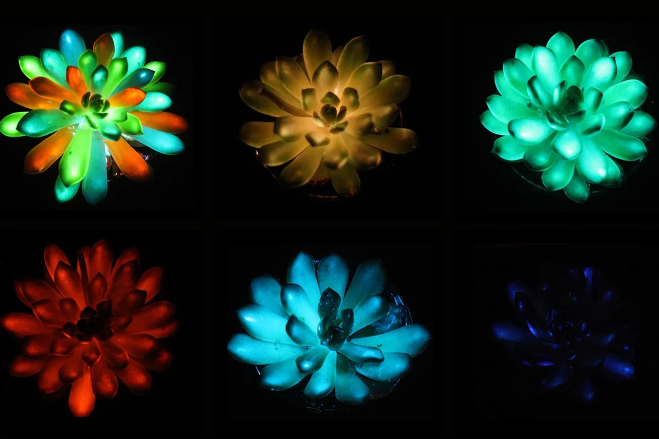 Glow In The Dark Succulents