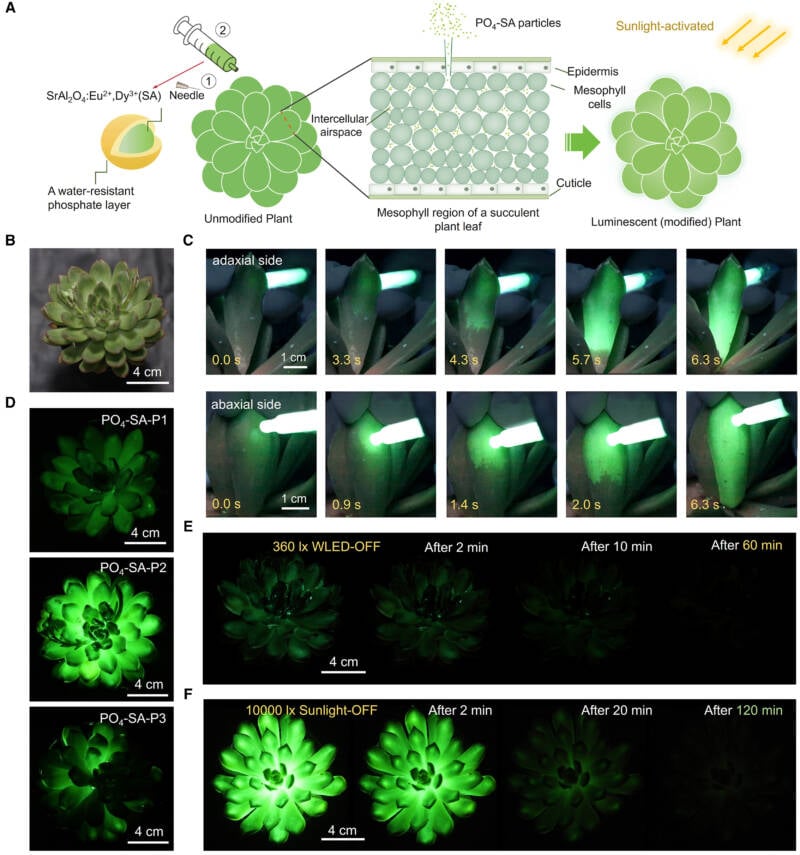 Glowing Succulent Injection