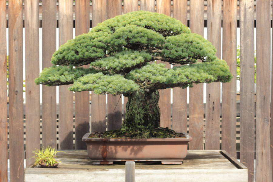 Hiroshima Bonsai