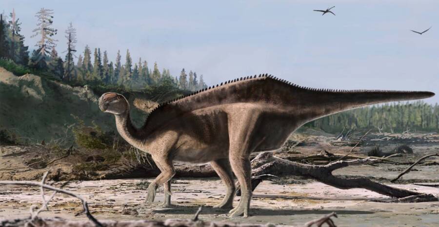 Istiorachis Macarthurae