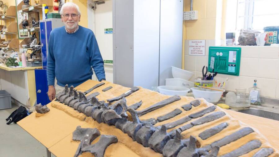 Lockwood With Spinal Column Of Istiorachis Macarthurae