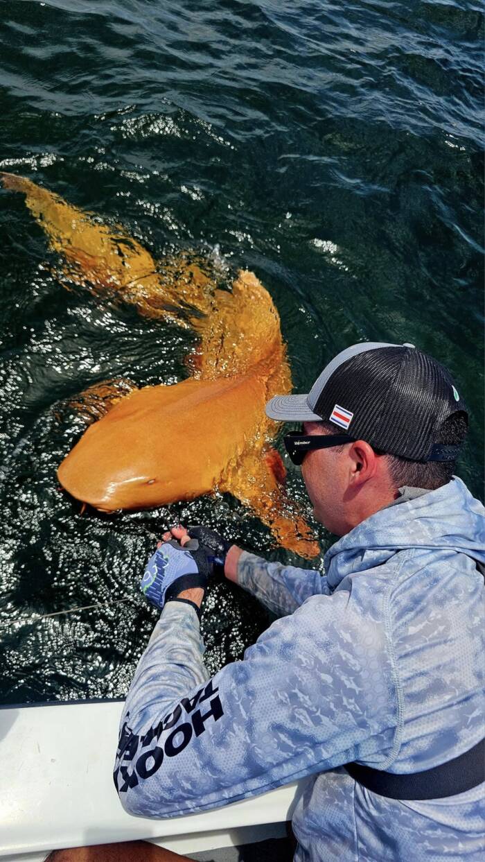 Nurse Shark Xanthism