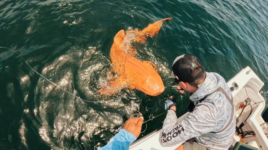 Orange Nurse Shark