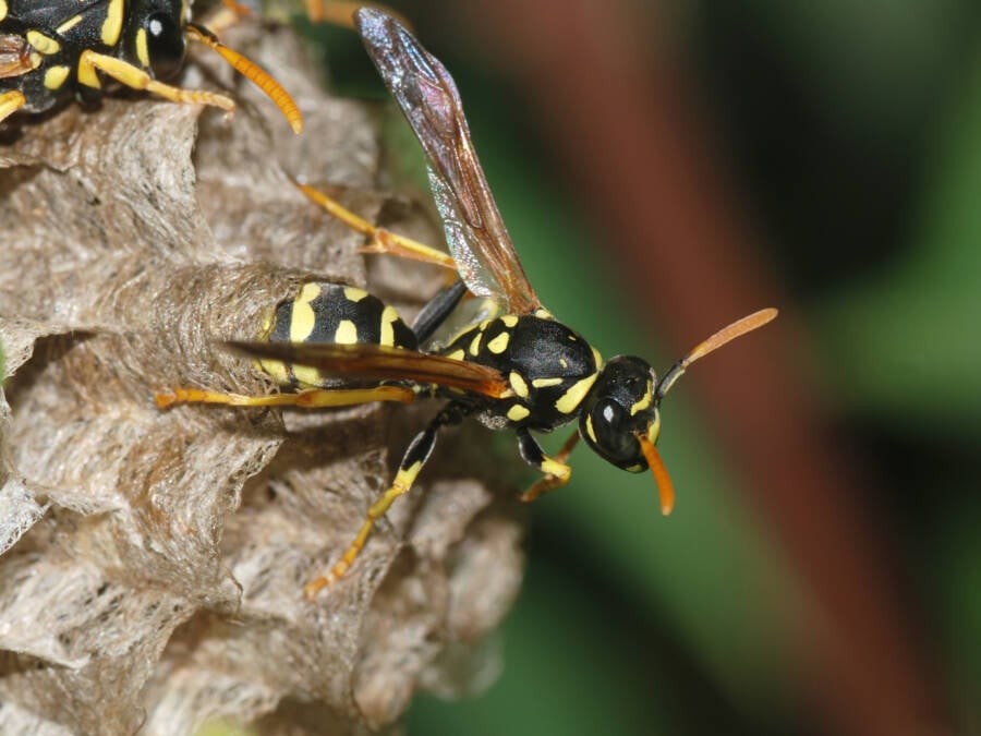 Paper Wasp