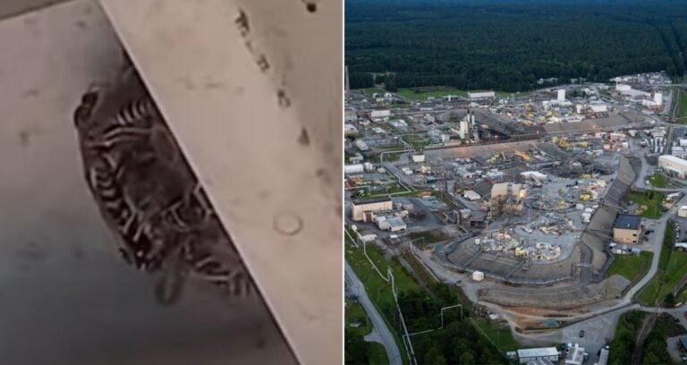 Radioactive Wasp Nest Alongside Savannah River Site Featured