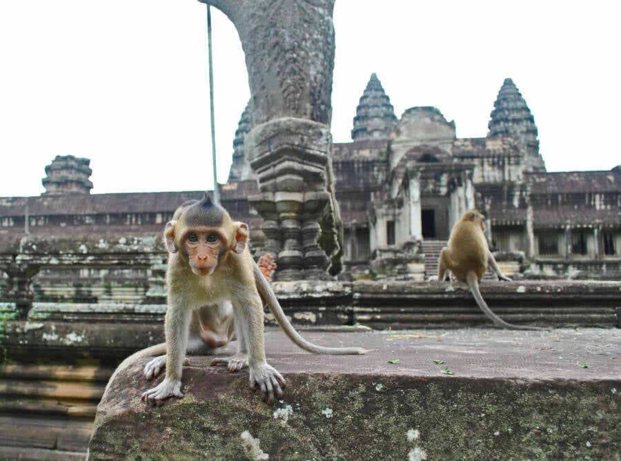 Rhesus Monkeys At Angkor Wat