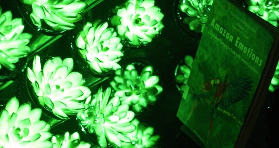 Scientists Develop Multicolored, Glow-In-The-Dark Succulents
